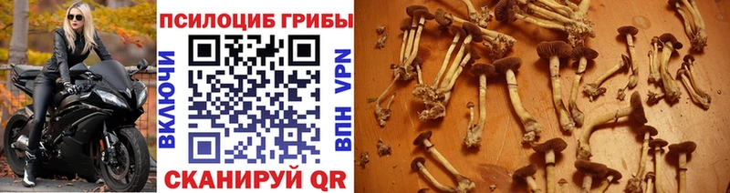 Псилоцибиновые грибы ЛСД  что такое   ссылка на мегу ССЫЛКА  Жиздра 